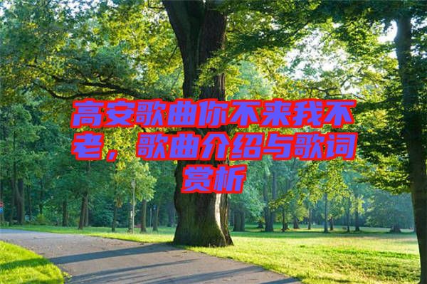 高安歌曲你不來(lái)我不老，歌曲介紹與歌詞賞析
